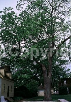 Yellow blooms; Deciduous; Broadleaf; North American Native