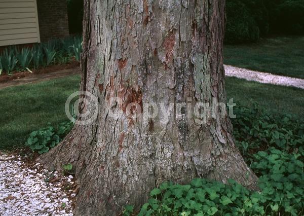 Yellow blooms; Deciduous; Broadleaf; North American Native