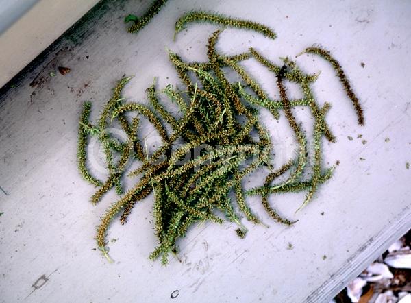 Yellow blooms; Deciduous; Broadleaf; North American Native