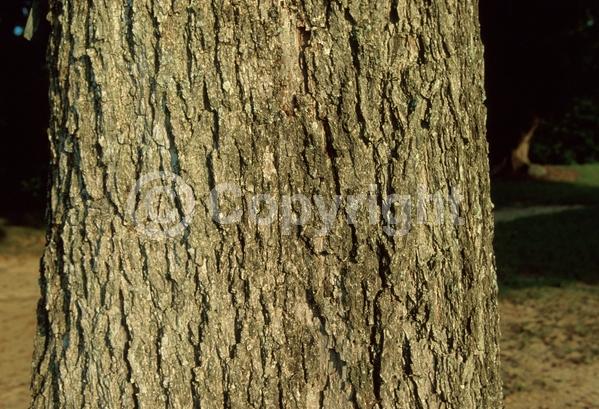Yellow blooms; Deciduous; Broadleaf; North American Native