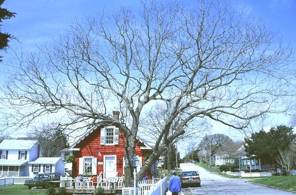Yellow blooms; Deciduous; Broadleaf; North American Native