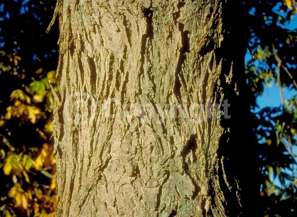 Yellow blooms; Deciduous; Broadleaf; North American Native