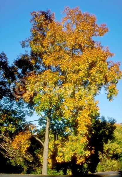 Yellow blooms; Deciduous; Broadleaf; North American Native