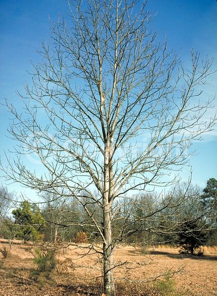 Yellow blooms; Deciduous; Broadleaf; North American Native