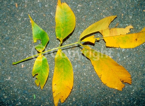 Yellow blooms; Deciduous; Broadleaf; North American Native