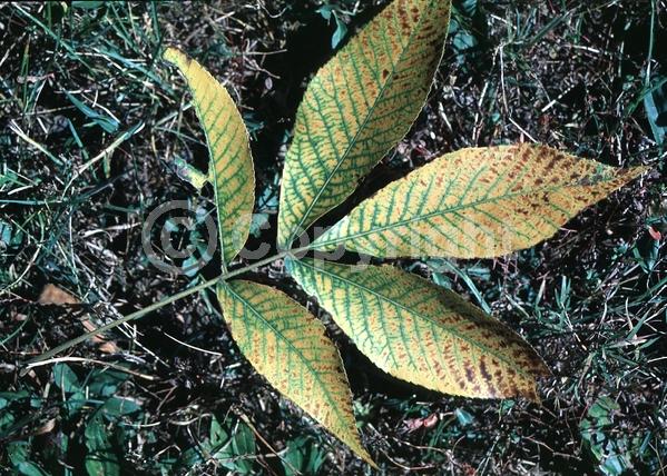Green blooms; Deciduous; Broadleaf