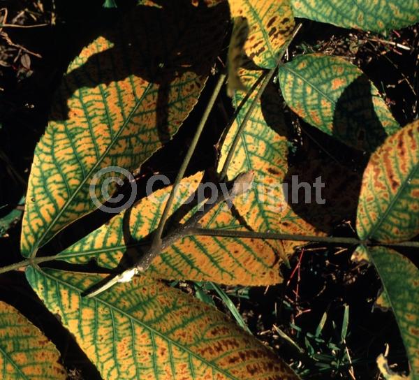 Green blooms; Deciduous; Broadleaf