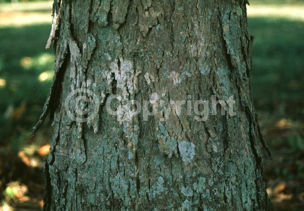 Green blooms; Deciduous; Broadleaf