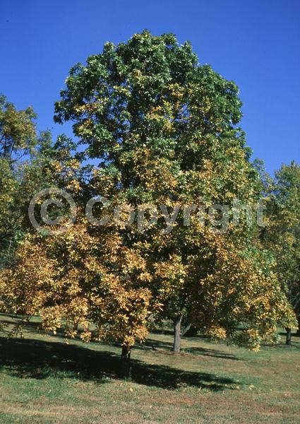 Green blooms; Deciduous; Broadleaf
