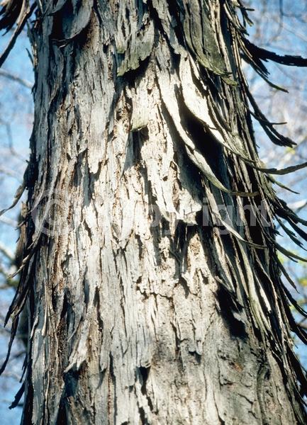 Green blooms; Deciduous; Broadleaf; North American Native