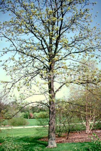 Green blooms; Deciduous; Broadleaf; North American Native