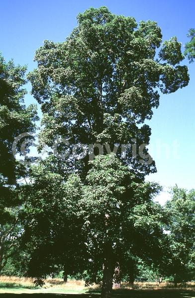 Green blooms; Deciduous; Broadleaf; North American Native