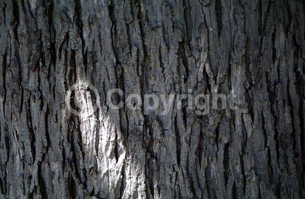 Green blooms; Deciduous; Broadleaf; North American Native