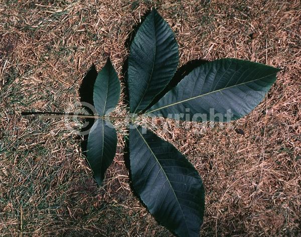 Green blooms; Deciduous; Broadleaf; North American Native