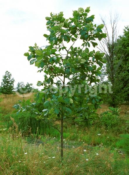 Green blooms; Deciduous; Broadleaf; North American Native
