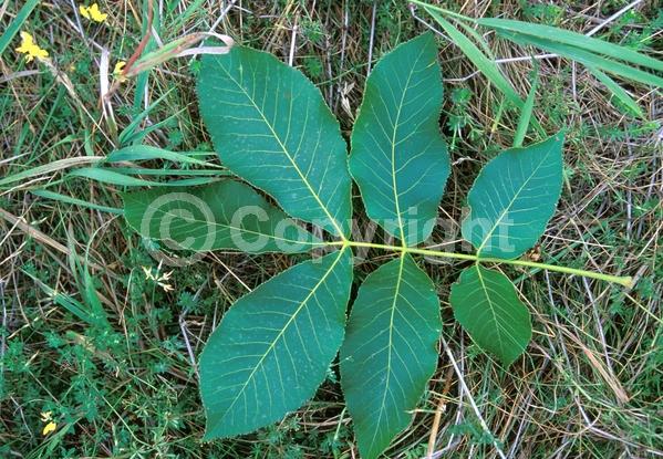 Green blooms; Deciduous; Broadleaf; North American Native