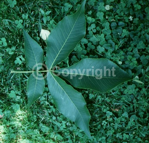 Green blooms; Deciduous; Broadleaf; North American Native