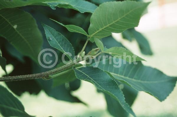 Green blooms; Deciduous; Broadleaf; North American Native
