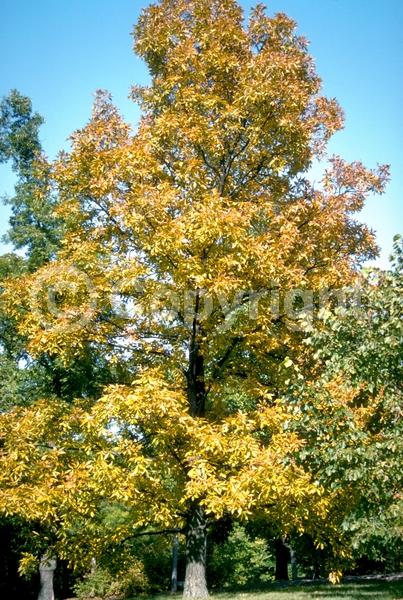 Green blooms; Deciduous; Broadleaf; North American Native