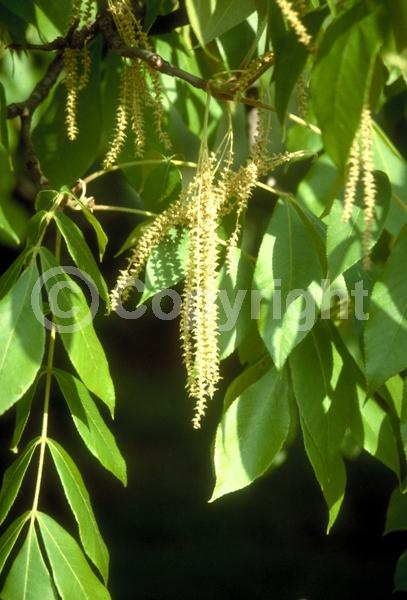 Yellow blooms; Deciduous; Broadleaf; North American Native
