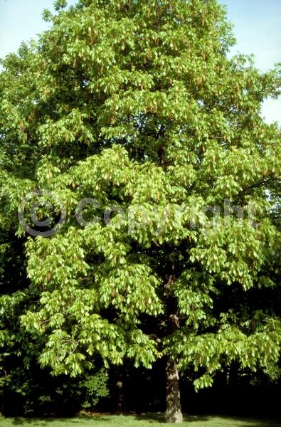 Yellow blooms; Deciduous; Broadleaf; North American Native