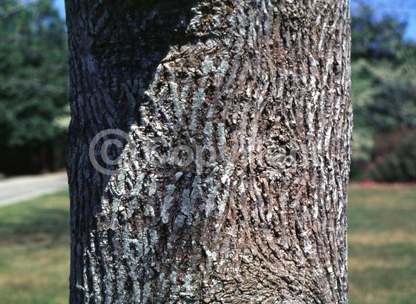 Yellow blooms; Deciduous; Broadleaf; North American Native