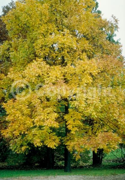 Yellow blooms; Deciduous; Broadleaf; North American Native