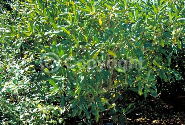 White blooms; Evergreen; Needles or needle-like leaf; North American Native