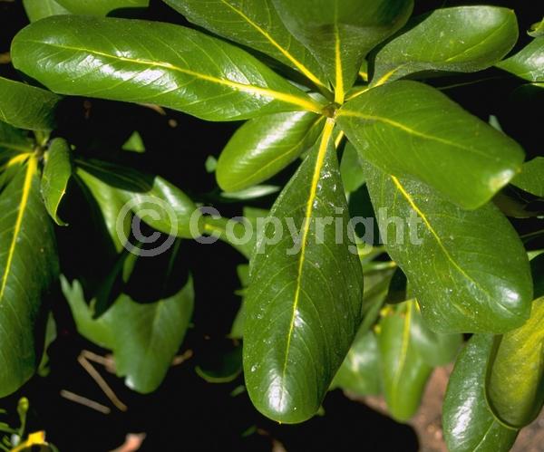 White blooms; Evergreen; Needles or needle-like leaf; North American Native