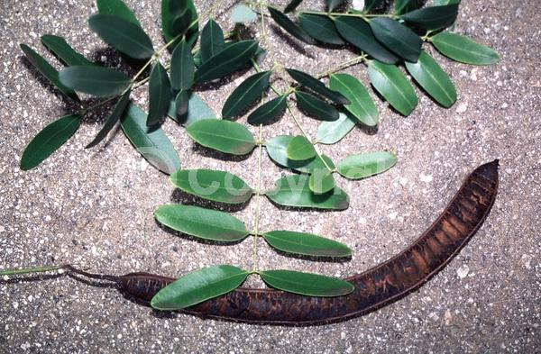 Orange blooms; Yellow blooms; Deciduous
