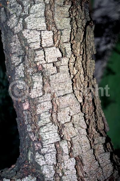 Orange blooms; Yellow blooms; Deciduous