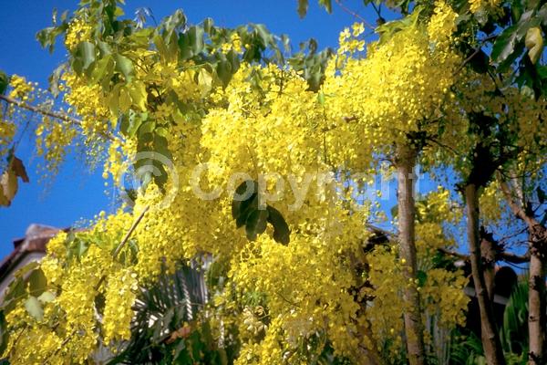 Yellow blooms; Deciduous; Broadleaf