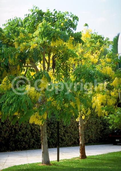 Yellow blooms; Deciduous; Broadleaf