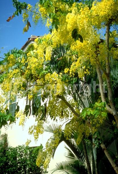 Yellow blooms; Deciduous; Broadleaf