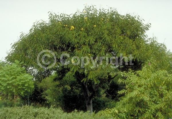 Yellow blooms; Deciduous; Broadleaf