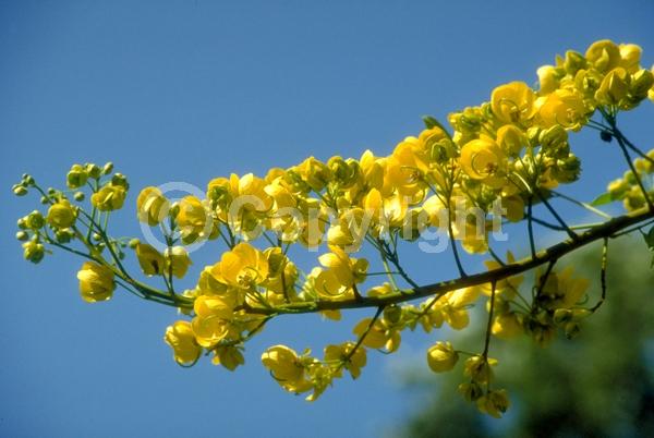 Yellow blooms; Deciduous; Broadleaf
