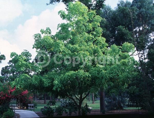 Yellow blooms; Deciduous; Broadleaf