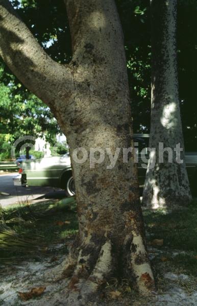 Yellow blooms; Deciduous; Broadleaf