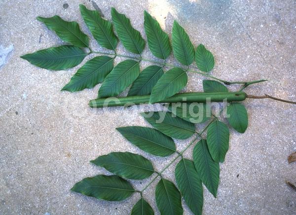Yellow blooms; Deciduous; Broadleaf