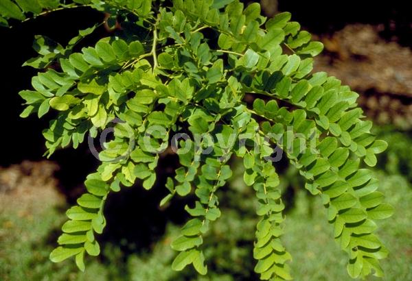 Pink blooms; Deciduous; Broadleaf