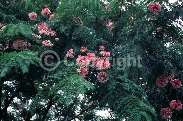 Pink blooms; Deciduous; Broadleaf