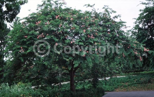 Pink blooms; Deciduous; Broadleaf