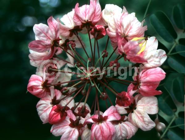 Pink blooms; Deciduous; Broadleaf