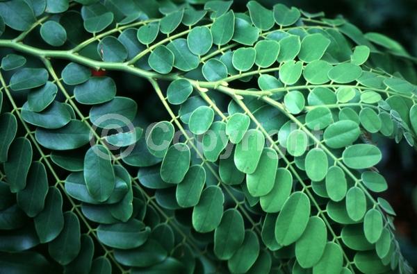 Pink blooms; Deciduous; Broadleaf