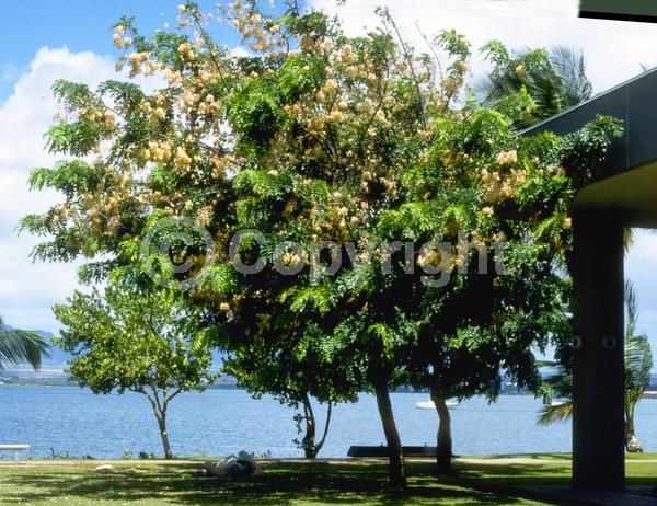 Pink blooms; Deciduous; Broadleaf