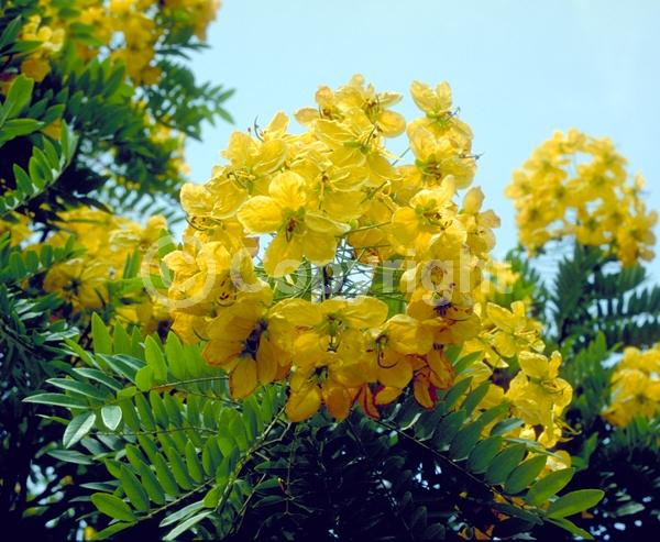 Yellow blooms; Deciduous; Broadleaf