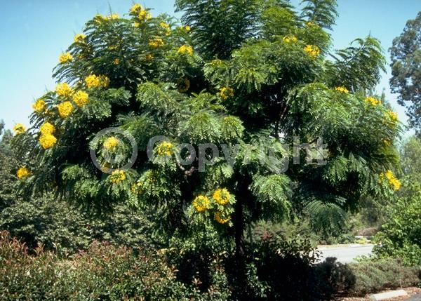 Yellow blooms; Deciduous; Broadleaf