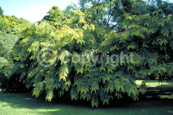 Red blooms; Evergreen; Needles or needle-like leaf