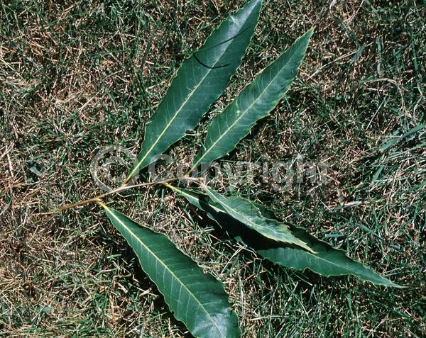 Yellow blooms; White blooms; Deciduous; Broadleaf; North American Native