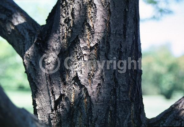 Yellow blooms; White blooms; Deciduous; Broadleaf; North American Native